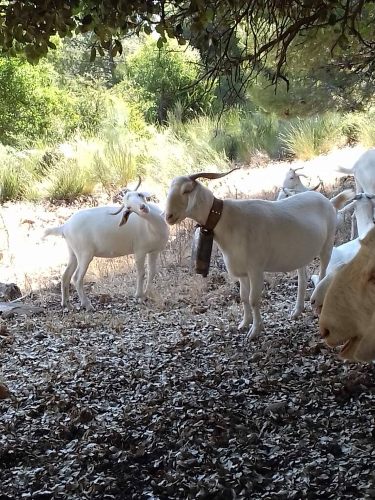 campoinfluencer_cabra-andaluza-01